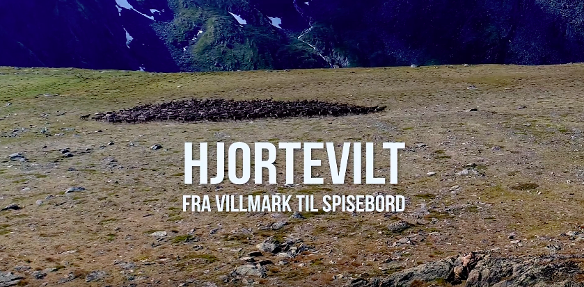 Hjortevilt fra villmark til spisebord
