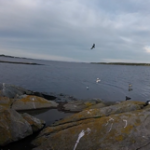 sjøfugl3
