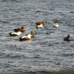 sjøfugl4