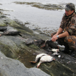 sjøfugl5