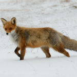fox-71826_640