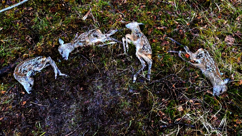 Nyfødte rådyrkje revet av hund?