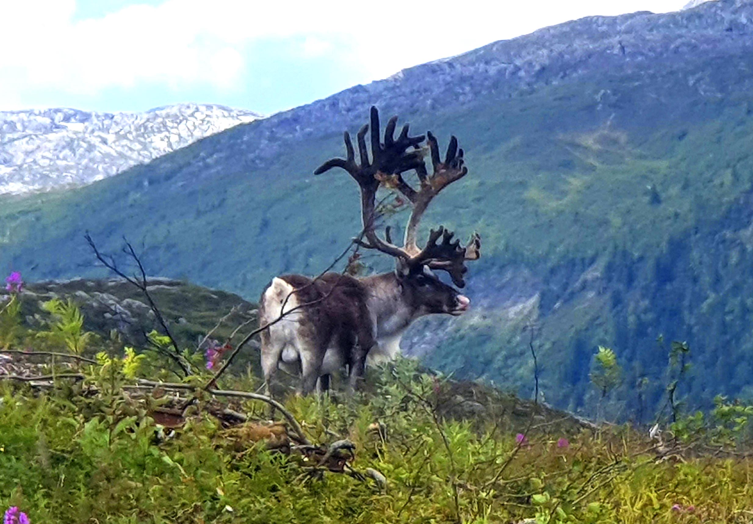 BEKJEMPELSEN AV SKRANTESJUKE FORTSETTER – MANGE TILTAK GJENNOMFØRT I 2019
