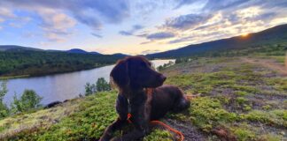 Hund og sommervarme