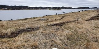 Tillater igjen fangst av fugler etter funn av fugleinfluensa