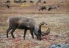 Villrein i Rondane var fri for skrantesjuke