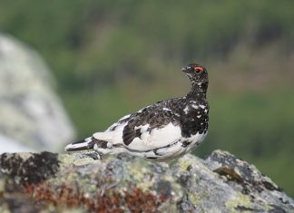 Slik blir årets rypejakt i Finnmark