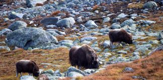 Moskusstammen på Dovre er nå på 260 dyr