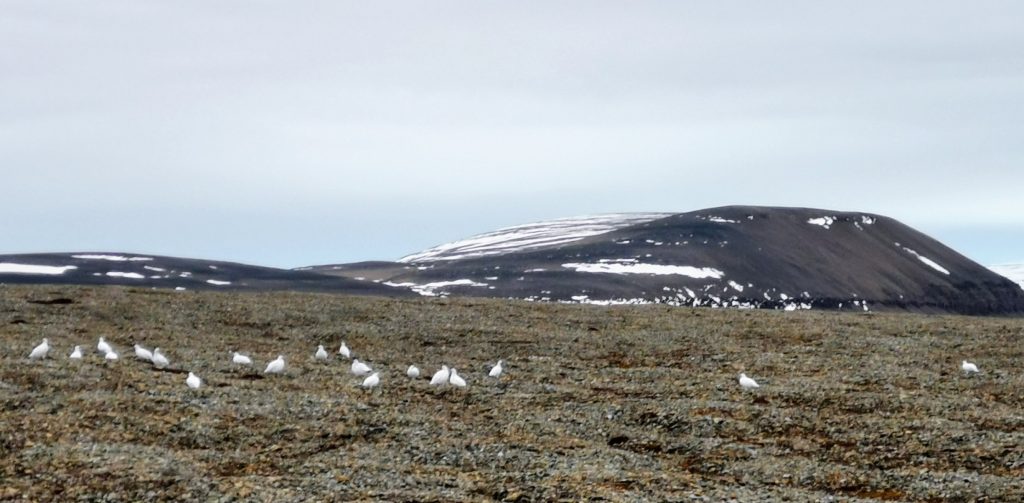 Rypeflokk på Svalbard