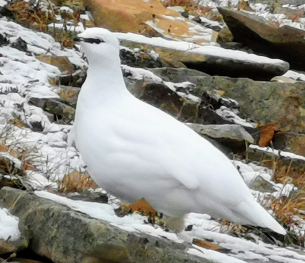 Rype på Svalbard