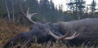 SKRANTESJUK ELGOKSE VAR 13 ÅR