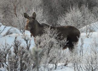 Hundens dvergbendelmark er påvist hos tre elger