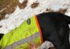 Ørneangrep, en hundeeieres mareritt