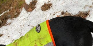 Ørneangrep, en hundeeieres mareritt