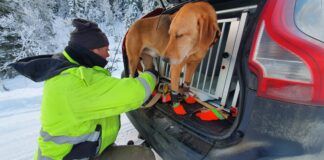 Slik gir du hunden en fin jul