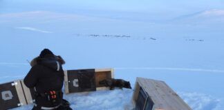 12 fjellrevvalper er satt ut i Troms