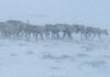 NYTT PROSJEKT KARTLEGGER HJORTEVILT PÅ HARDANGERVIDDA OG I SETESDAL