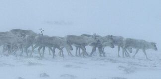 NYTT PROSJEKT KARTLEGGER HJORTEVILT PÅ HARDANGERVIDDA OG I SETESDAL