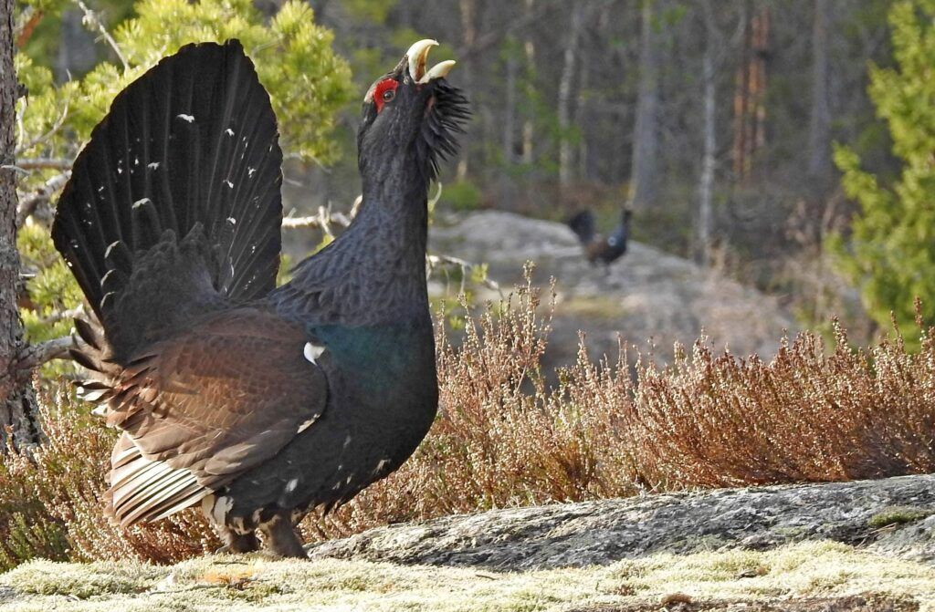 Tiur som prøver å tilkalle damene på tiurleik