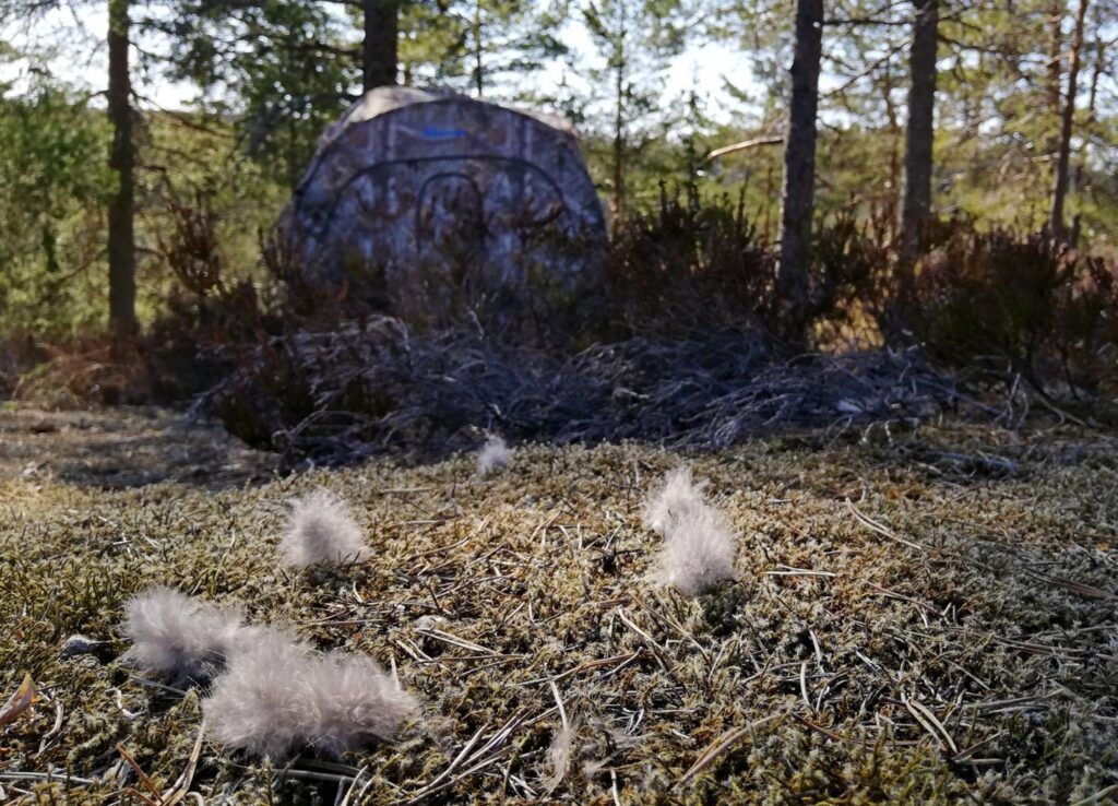 Det kan får hard for seg på tiurleik