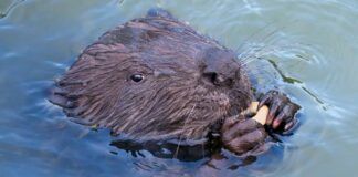 Bever angrep kvinne under bading