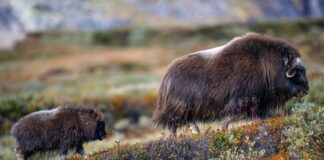 Mange moskuskalver på Dovre