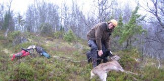 Fortsetter med kvotefri jakt på hjortekalver