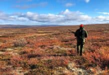 Rypejakta i Finnmark 2026: Bra med fugl mange steder – men store lokale forskjeller