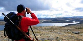 Over 1300 villrein felt på Hardangervidda