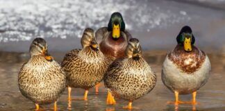 Flere tilfeller av fugleinfluensaviruset H5N1 er påvist hos villfugl