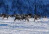 Anbefaler ikke statlig felling på Hardangervidda
