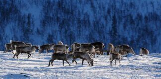 Anbefaler ikke statlig felling på Hardangervidda