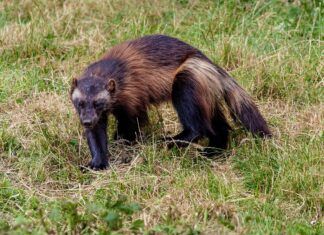 Har besluttet felling av 17 jerver