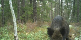Forskere fanger villsvin med kamerafeller