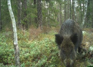 Forskere fanger villsvin med kamerafeller