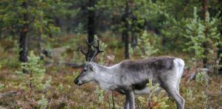 Snøhetta og Knutshø har vedtatt årets kvote for villrein