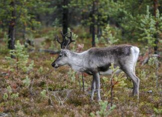 Arbeidet med å få villreinen tilbake i Nordfjella starter i sommer