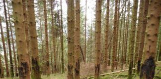 Hjort i auke skadar skog