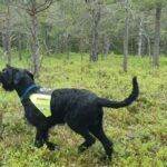 kadaverhunden-garp—kathrine-kragoe-skjelvan