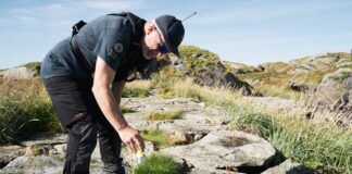 Minkkartlegging i Lofoten og Vesterålen