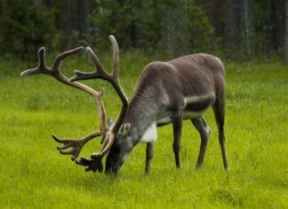 Inviterer til folkemøte om villrein i Setesdal Ryfylke og Setesdal Austhei
