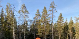 TIPS til lokkejakt etter orrfugl