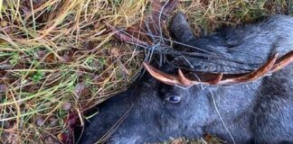 Elg dro rundt med over hundre meter med kabel