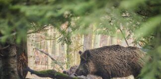 Rekordmange prøver til helseovervåkning av villsvin i 2021