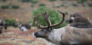 Nytt tilfelle av skrantesjuke på Hardangervidda
