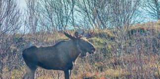 ELGEN PÅVIRKES ULIKT AV JEGERE OG ULVER