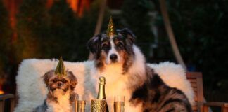 Mattilsynets råd til hundeeiere på nyttårsaften