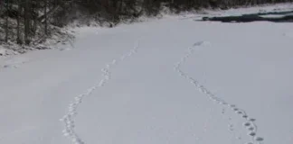 Har du sett gaupespor?