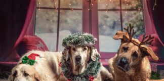 Mattilsynet kommer med tips på hvordan du gir hunden en fin juletid