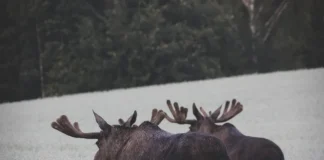 Påvist ekinokokker på en elg i Innlandet